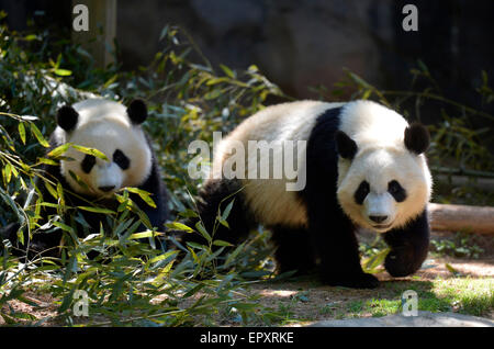 Atlanta. 15. Juli 2013. Foto aufgenommen am 22. Mai 2015 zeigt Riesenpanda Zwillinge Mei Lun und Mei Huan am Zoo Atlanta, Georgia, USA. Geboren am 15. Juli 2013, sind Giant Panda-Zwillinge Mei Lun und Mei Huan im Zoo Atlanta das erste erhaltene paar Panda-Zwillinge, die jemals in den Vereinigten Staaten geboren. Sie entwöhnt sind und jetzt einen separate Lebensraum von ihrer Mutter Lun Lun zu besetzen. © Wang Lei/Xinhua/Alamy Live-Nachrichten Stockfoto