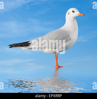 weißer Vogel spiegelt sich im Wasser gegen den Himmel Stockfoto