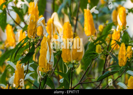 Lutscher Pflanze oder Golden Garnelen Pflanze (Pachystachys Lutea) Stockfoto