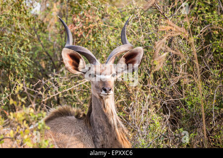 Safari in Afrika: Alert männliche große Kudu, Tragelaphus Strepsiceros, mit spiralförmigen Hörner im dichten Busch in das Okavango Delta, Botswana, Südafrika Stockfoto