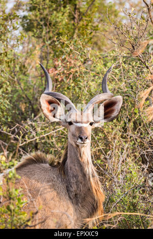 Safari in Afrika: Alert männliche große Kudu, Tragelaphus Strepsiceros, mit spiralförmigen Hörner im dichten Busch in das Okavango Delta, Botswana, Südafrika Stockfoto