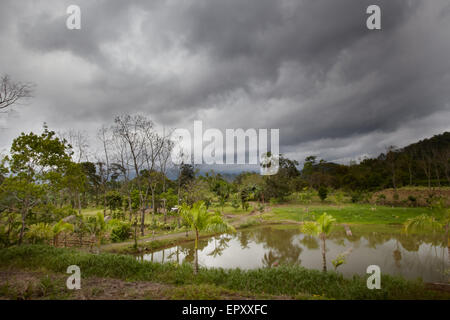 Bäume in einem Wald, Costa Rica Stockfoto