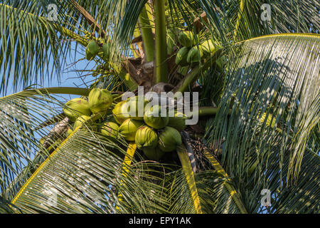 Kokosnuss (Cocos Nucifera) auf einer Plantage, Kokosnuss Anbau, Thailand, Asien Stockfoto