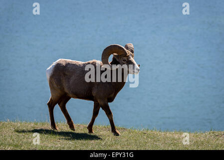 Bighorn Ram auf Grashügel über See Stockfoto