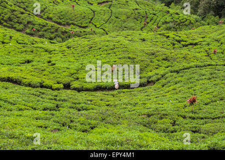 Teeplantage in der Nähe des Gunung Halimun Salak Nationalparks in Citalahab, Malasari, Nanggung, Bogor, West Java, Indonesien. Stockfoto