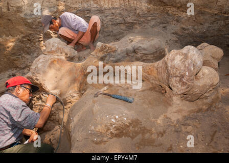 Fachroel Aziz, ein Forschungsprofessor für Wirbeltierpaläontologie (trägt rote Baseballmütze), arbeitet während einer Ausgrabung in Blora, Indonesien. Stockfoto