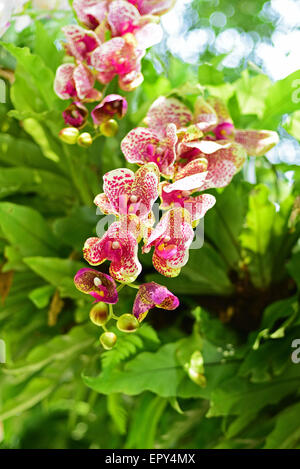 Phalaenopsis Orchideen. Stockfoto
