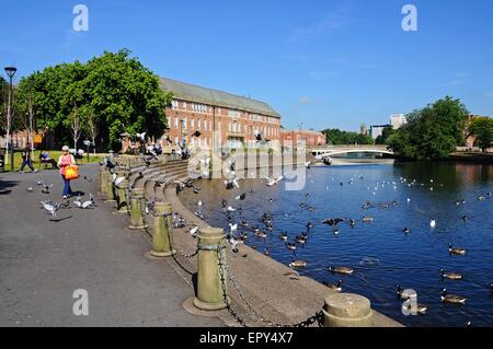 Enten und Schwäne auf den Derwent mit Sozialwohnung Gebäude nach hinten, Derby, Derbyshire, England, UK, Europa. Stockfoto