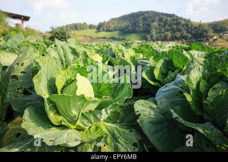 Krautgarten am Monjam Berg, Chiangmai, Thailand Stockfoto