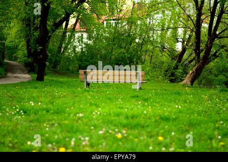 Holzbank im Park im Frühling Stockfoto