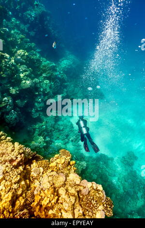 Marsa Alam Riff, einzelne Taucher unter Wasser, Rotes Meer, Ägypten Stockfoto