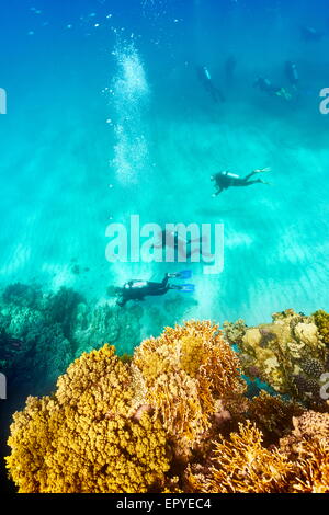Gruppe von Tauchern unter Wasser, Marsa Alam Reef, Rotes Meer, Ägypten Stockfoto