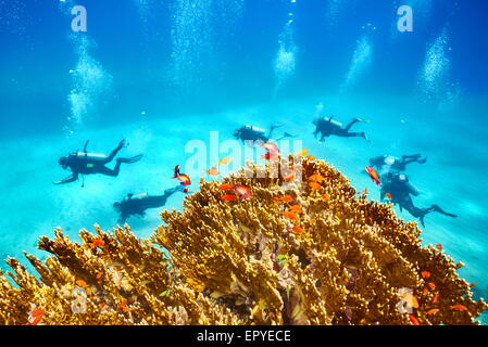 Unterwasser-Blick auf Taucher und das Riff, Marsa Alam, Rotes Meer, Ägypten Stockfoto