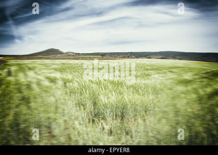meergrün Weizen. Vor einem Feld Weizen in einem bewölkten Tag Stockfoto