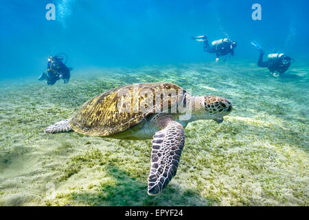 Marsa Alam - Unterwasser-Blick auf Taucher und Meeresschildkröte, Rotes Meer, Ägypten Stockfoto