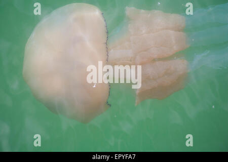 Bournemouth, Dorset, Großbritannien, 23. Mai 2015. UK Wetter: warmes Wetter bringt Fass Quallen im Meer schwimmen aus Bournemouth Pier Barrel Quallen. Credit: Carolyn Jenkins/Alamy leben Nachrichten Stockfoto