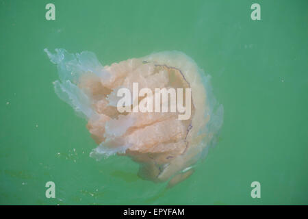 Bournemouth, Dorset, Großbritannien, 23. Mai 2015. UK Wetter: warmes Wetter bringt Fass Quallen im Meer schwimmen aus Bournemouth Pier entfernt. Barrel Quallen. Credit: Carolyn Jenkins/Alamy leben Nachrichten Stockfoto