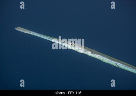 Bluespotted Trompetenfisch Porträt Stockfoto