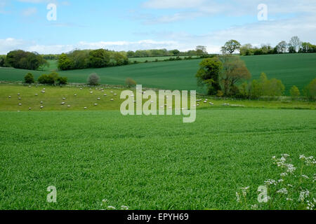 eine Herde Schafe grasen friedlich in einem Feld in der Nähe von Chalton Hampshire England uk Stockfoto