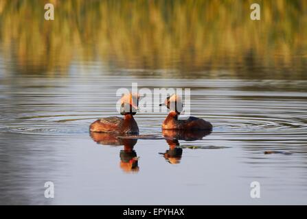 Zwei gehörnten Grepes Schwimmen im See im Frühjahr. Schönen Abendlicht des Sonnenuntergangs. Stockfoto