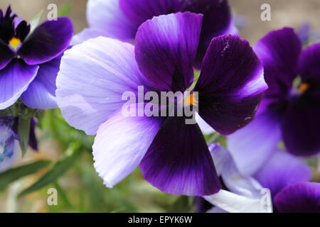 Wunderschöne violette Blume hautnah. Stiefmütterchen Stockfoto