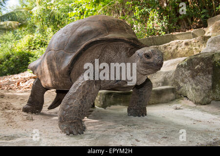 Seychellen, Mahe, St. Anne Marine National Park, Moyenne Island. Riesenschildkröte Aldabran (Wild: Geochelone Gigantea) Stockfoto