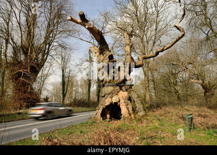 Auto, das an der Big Belly Oak auf der A346. Straße in Savernake Forest, Wiltshire vorbeifährt. Stockfoto