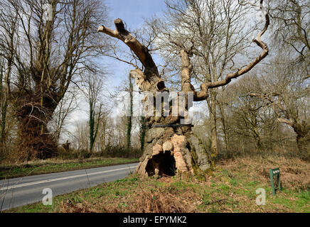 Big Belly Oak, neben der A346. Straße in Savernake Forest, Wiltshire. Stockfoto