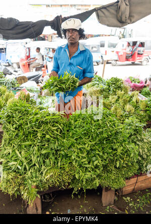 Anbieter von Frischgemüse an Föderation selbst Mitarbeiter Markt, Pettah, Colombo, Sri Lanka Stockfoto