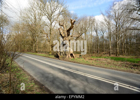 Big Belly Oak, neben der A346. Straße in Savernake Forest, Wiltshire. Stockfoto