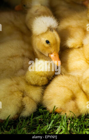 Southport, West Lancashire, Großbritannien, 23. Mai 2015. 'Deformiert' inländische Crested Duck Küken in der ersten Downy Ente Tag am Martin bloße, Wildgeflügel und Wetland Centre, in der Nähe der Burscough. Küken des inländischen Crested Duck eine Ente Rasse stammt von der Stockente. Es hat seine Crested aussehen, weil es heterozygot für eine genetische Mutation zu einer Deformierung des Schädels ist. Stockfoto