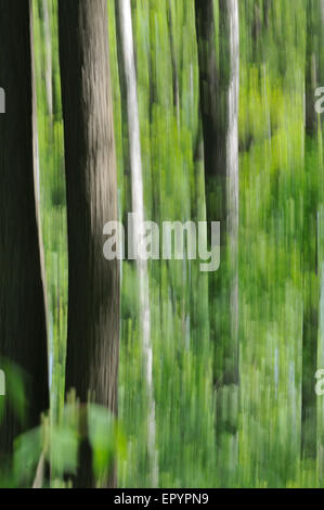 Frühling-Wald-Abstraktion mit absichtlich Kamera bewegt Stockfoto