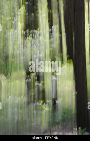 Frühling-Wald-Abstraktion mit absichtlich Kamera bewegt Stockfoto