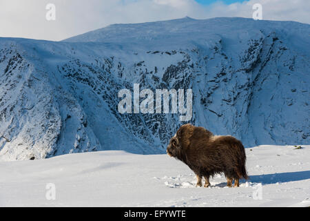 Moschusochsen im Schnee im Nationalpark Dovrefjell in Norwegen. Stockfoto