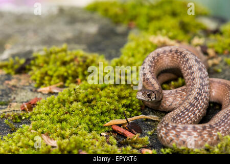 Brown Snake auf einem bemoosten Felsen Aalen. Stockfoto