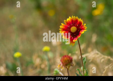 Wilde indische Decke Blume in einer wilden Sommerwiese. Stockfoto