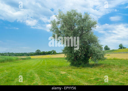 Ukrainische Landschaft mit einsamen Silverberry Baum auf einer Wasser-Wiese. Stockfoto