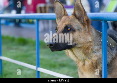 Porträt von Deutscher Schäferhund wartet auf den Meister Stockfoto