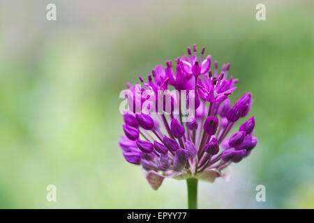 Allium 'Purple Sensation' in einem englischen Garten Hollandicum. Stockfoto