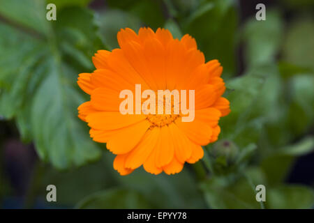 Calendula Officinalis. Englische Ringelblumeblume. Stockfoto