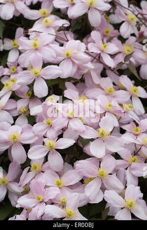 Clematis Montana im Garten wächst. Stockfoto