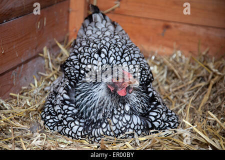 Glucke Stockfoto