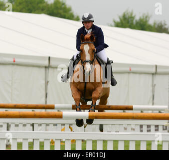 Show-Jumping in Hertfordshire County Show, Redbourn, Hertfordshire, England Stockfoto