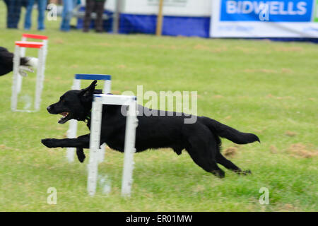 Hunde laufen im Wettbewerb in der Grafschaft Hertfordshire Showground, Redbourn, Hertfordshire, England Stockfoto