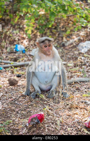 Indische Urban wildlife: Weibliche rhesus Makaken (Macaca mulatta) Affe sitzend Nahrungssuche unter den Straßenrand Müll und Abfall, Tamil Nadu, Südindien Stockfoto