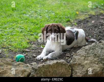 Englisch Springer Spaniel Welpen von einem grünen Tennisball auf dem Boden liegend Stockfoto