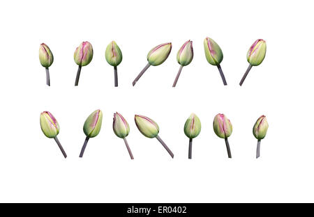 Grün und rosa Tulpe Knospen Gestaltungselement in Reihen isoliert auf weiss angeordnet. Stockfoto