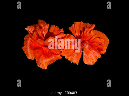 Exotische Mohn intensive orange Farbe mit Regentropfen isoliert auf schwarz. Sri Lanka, Asien. Stockfoto