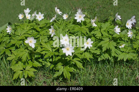 Weiße Holz-Anemonen in Frühlingswiese. Stockfoto