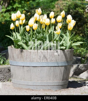 Gelbe Tulpen im Frühling Holz Topf. Stockfoto